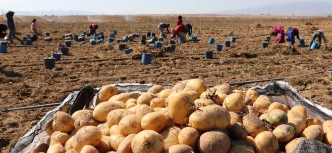 PATATES ÜRETİCİSİ TANZİM SATIŞ İSTİYOR