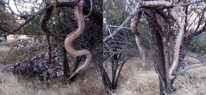 ELAZIĞ'DA DEV YILANLAR AĞAÇLARA ASILI BULUNDU
