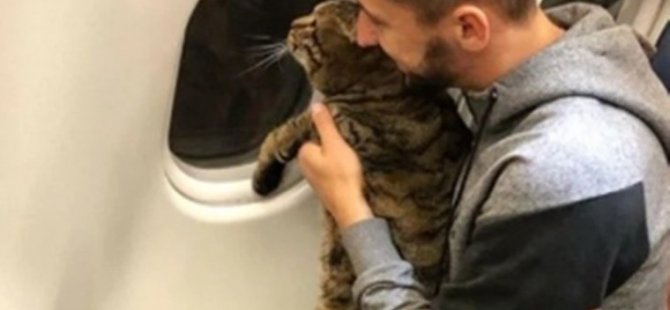 ŞİŞMAN KEDİSİ UÇAĞA ALINMAYINCA ÇILGIN PLAN YAPTI