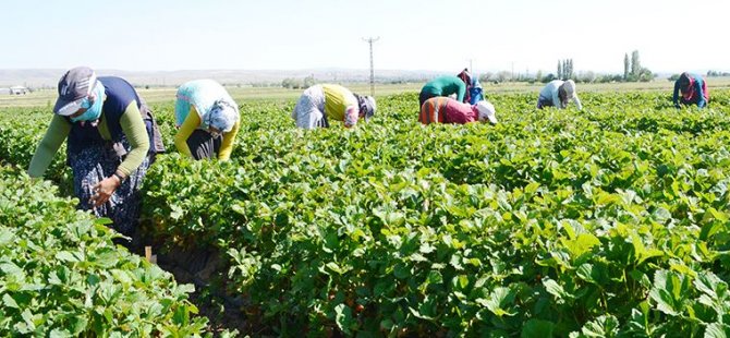 ÜRÜNÜNÜ SATAMAYAN ÇİFTÇİLERE İBB'DEN TAM DESTEK