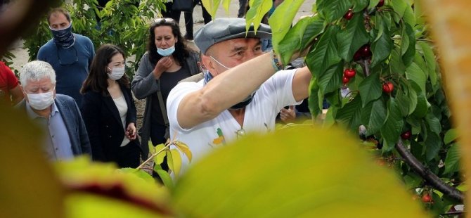 TUNÇ  SOYER 250 GÖNÜLLÜ İLE BİRLİKTE KİRAZ TOPLADI