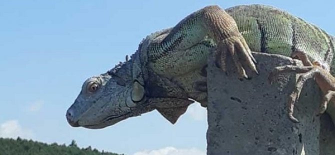 ÇATALCA'DA GÖRÜLEN DEV İGUANA KORUMAYA ALINDI