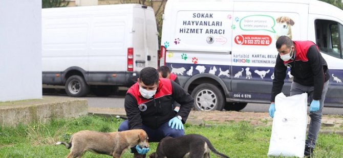 KARTAL BELEDİYESİ SOKAĞA ÇIKMA YASAĞINDA SOKAK HAYVANLARININ YANINDA