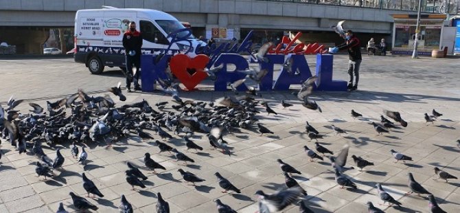 KARTAL BELEDİYESİ 4 GÜNLÜK SOKAĞA ÇIKMA YASAĞINDA SOKAK HAYVANLARINI UNUTMADI