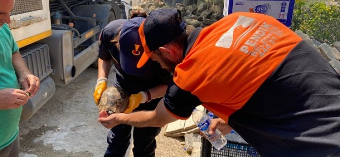 YANGIN BÖLGESİNDE YARALI KAPLUMBAĞAYA CAN SUYU OLDULAR