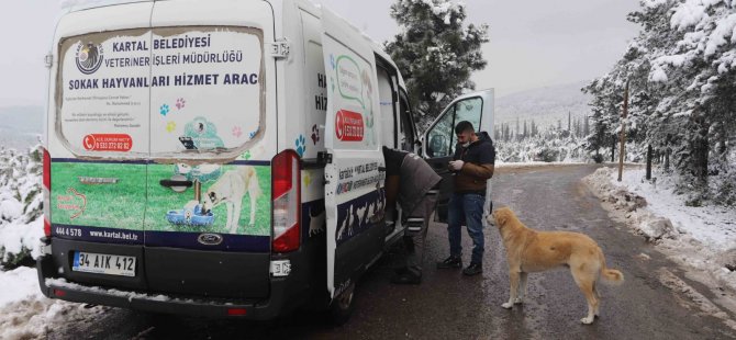 KARTAL BELEDİYESİ KAR YAĞIŞINDA SOKAK HAYVANLARINI UNUTMADI