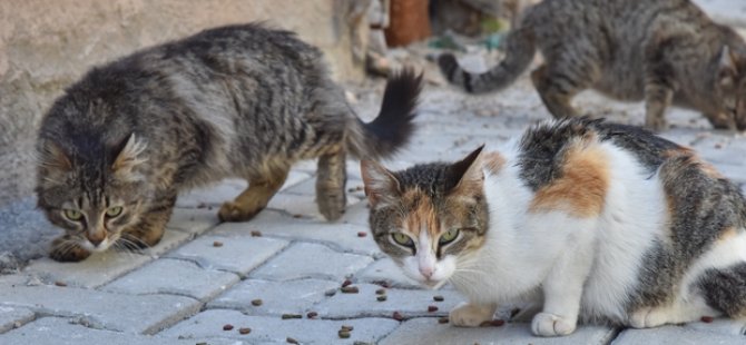 BÜYÜKADA'DA  KORKUTAN SALGIN HASTALIK İDDİASI! 4 AYDA 700 KEDİ ÖLDÜ
