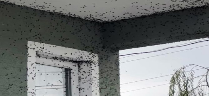 KARADENİZ BÖLGESİNİ  SARAN KOKARCA BÖCEĞİ İSTİLASI ALARM VERİYOR