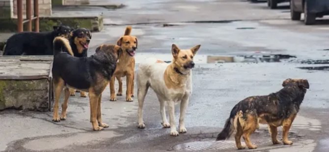İSTANBUL'DA SOKAK KÖPEKLERİNİ BESLEMEK YASAKLANDI