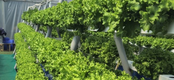 TOPRAKSIZ TARIMLA ÜRETİLİYOR, AŞEVİYLE VATANDAŞA ULAŞIYOR