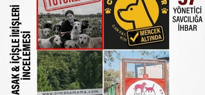 SOKAK HAYVANLARI ÜZERİNDEN MİLYONLUK VURGUN:55 DERNEĞE CEZA YÖNETİCİLERİNE TUTUKLAMA