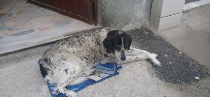 TEDAVİ İÇİN BARINAĞA BIRAKILAN KÖPEK KAYBOLDU