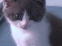 ÇİNLİ İŞ ADAMI 35 MİLYON DOLARA KEDİSİNİ KLONLATTI