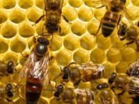 TARIM İLAÇLARI ARILARI ÖLDÜRDÜ ÇİFTÇİ MAĞDUR OLDU