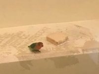 HOLLANDA DA GARİP OLAY! PAPAĞAN TANIK OLARAK NEZARETE ATILDI