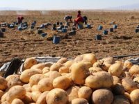 PATATES ÜRETİCİSİ TANZİM SATIŞ İSTİYOR