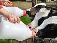 ÇİĞ SÜT PRİMİ 25 KURUŞTAN 10 KURUŞA DÜŞTÜ