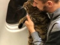 ŞİŞMAN KEDİSİ UÇAĞA ALINMAYINCA ÇILGIN PLAN YAPTI
