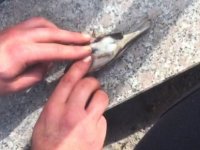 SERÇEYE KALP MASAJI YAPARAK HAYATA DÖNDÜRDÜ