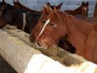 SUDAN'DAN AT EŞŞEK VE KATIR İTHAL EDECEĞİZ