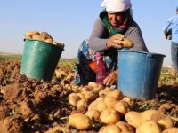 PATATES ÜRETİMİNE GETİRİLEN KISITLAMAYA ÇİFTÇİLER TEPKİLİ