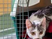 OTOBÜSLERDE YENİ DÖNEM: EVCİL HAYVANLAR KUCAKTA TAŞINACAK