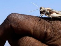 ÇEKİRGE İSTİLASINI BAŞ EDEMEYİNCE HALKA YİYİN TALİMATI VERDİLER