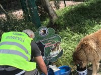 SOKAK CANLARI KARTAL BELEDİYESİ'NE EMANET