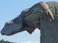 ÇATALCA'DA GÖRÜLEN DEV İGUANA KORUMAYA ALINDI