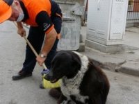 PENDİK'TE YÜREKLERİ ISITAN GÖRÜNTÜ! SOKAK KÖPEĞİNE SÜPÜRGESİYLE MASAJ YAPTI