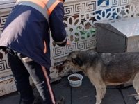 SOKAĞA ÇIKMA YASAĞINDA MİNİK DOSTLAR UNUTULMADI