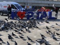 KARTAL BELEDİYESİ 4 GÜNLÜK SOKAĞA ÇIKMA YASAĞINDA SOKAK HAYVANLARINI UNUTMADI