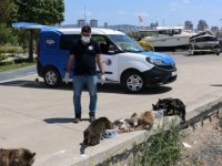 TAM KAPANMADA SOKAK CANLARI KARTAL BELEDİYESİ'NE EMANET