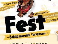 KÖPEKLER PATİFEST'TE YARIŞACAK