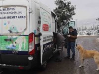 KARTAL BELEDİYESİ KAR YAĞIŞINDA SOKAK HAYVANLARINI UNUTMADI