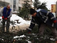 KARTAL'DA BUDANAN AĞAÇ DALLARI İHTİYAÇ SAHİPLERİNE YAKACAK OLUYOR