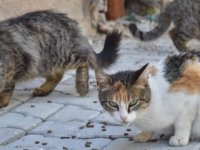 BÜYÜKADA'DA  KORKUTAN SALGIN HASTALIK İDDİASI! 4 AYDA 700 KEDİ ÖLDÜ