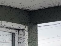 KARADENİZ BÖLGESİNİ  SARAN KOKARCA BÖCEĞİ İSTİLASI ALARM VERİYOR