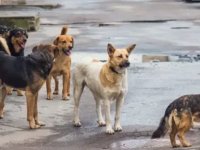 İSTANBUL'DA SOKAK KÖPEKLERİNİ BESLEMEK YASAKLANDI