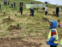 ÖĞRENCİLER 350 FISTIK ÇAMINI TOPRAKLA BULUŞTURDU