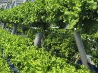 TOPRAKSIZ TARIMLA ÜRETİLİYOR, AŞEVİYLE VATANDAŞA ULAŞIYOR