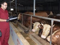 KURBAN SATIŞ VE KESİM ALANLARINI DENETLİYORLAR