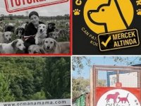 SOKAK HAYVANLARI ÜZERİNDEN MİLYONLUK VURGUN:55 DERNEĞE CEZA YÖNETİCİLERİNE TUTUKLAMA