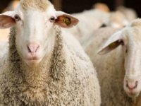 ÇİFTÇİLERE DAĞITILAN KOYUNLARDA VEBA HASTALIĞI ÇIKTI