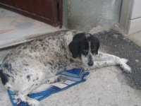 TEDAVİ İÇİN BARINAĞA BIRAKILAN KÖPEK KAYBOLDU