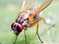 KRONİK AĞRIYI BÖCEKLERDE ÇEKİYOR