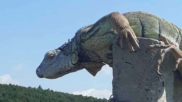 catalca-iguana.jpg