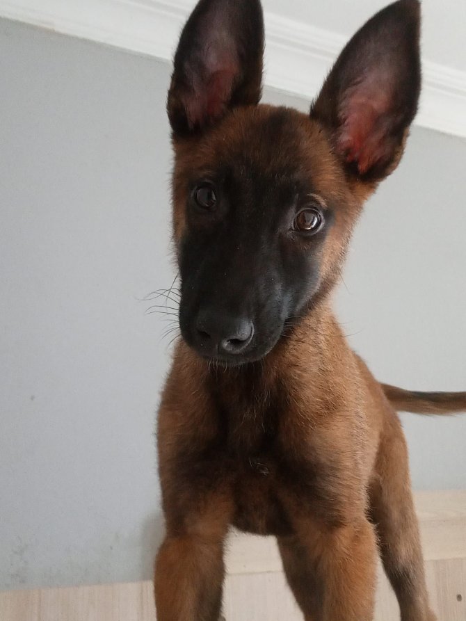 kartal-belediyesi-k-9-ekibinden-buyuk-basari-2.jpg