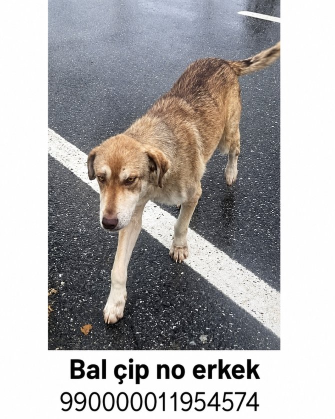 kopek-2.jpg