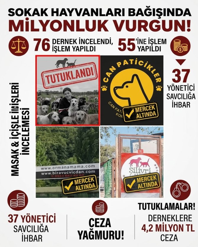 sokak-hayvanlari.jpg